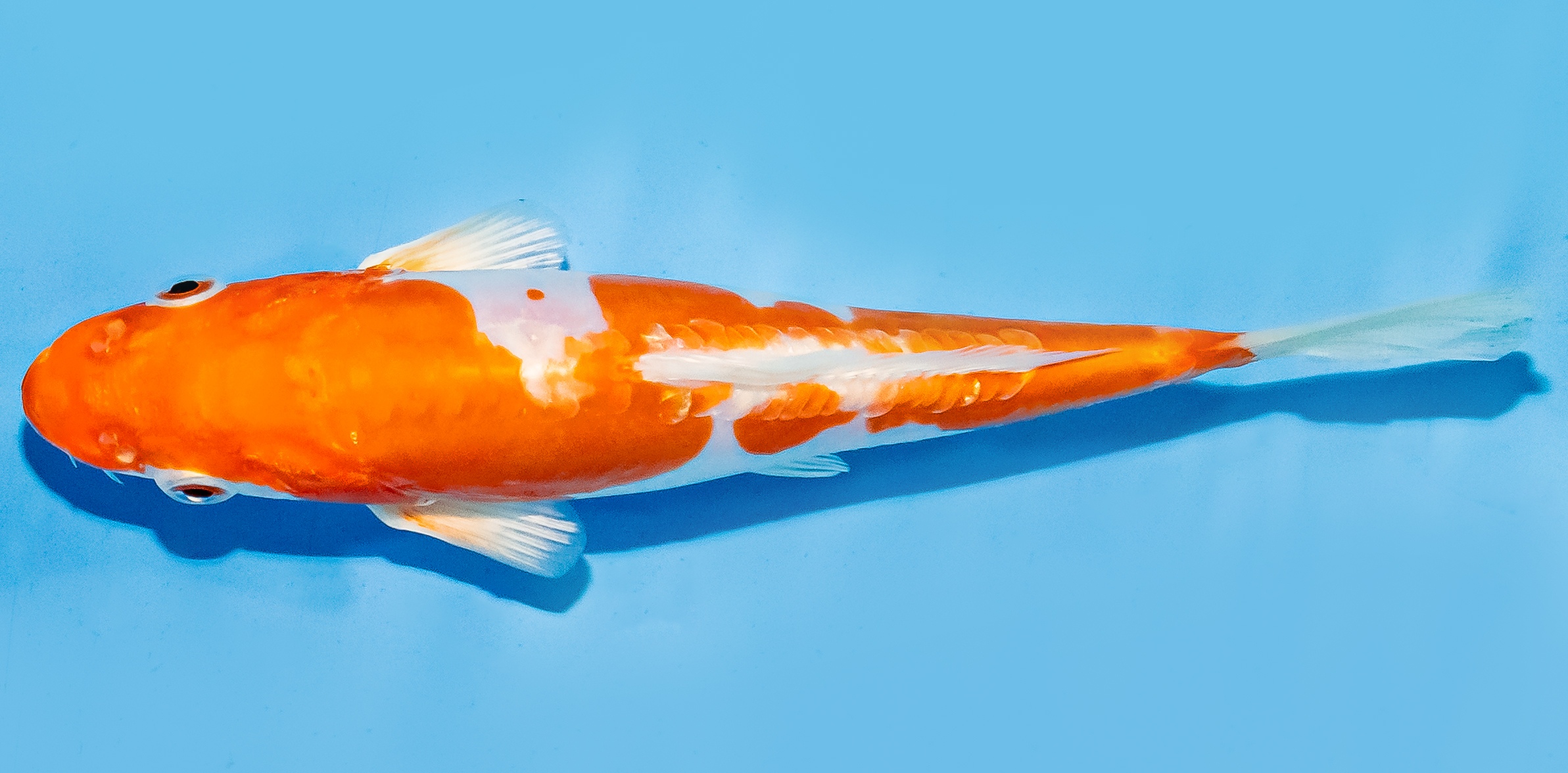 Koi 17-20cm Nr. 7254