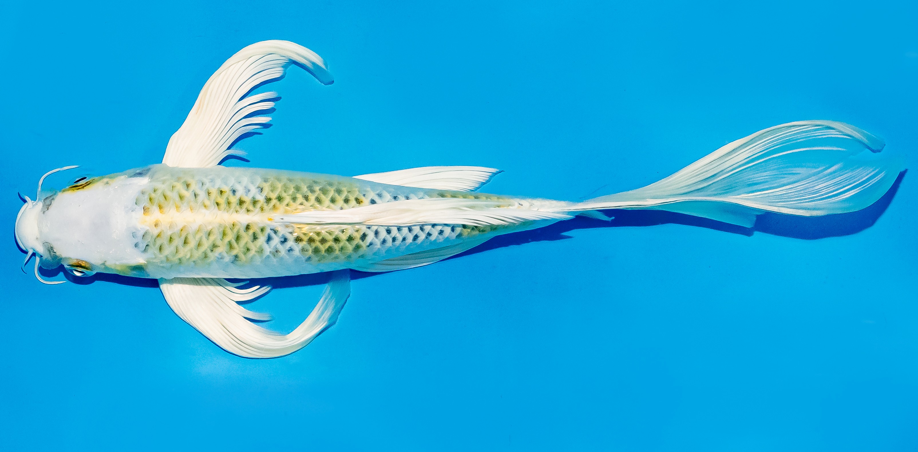 Butterfly Koi 25-30cm Nr. 5614