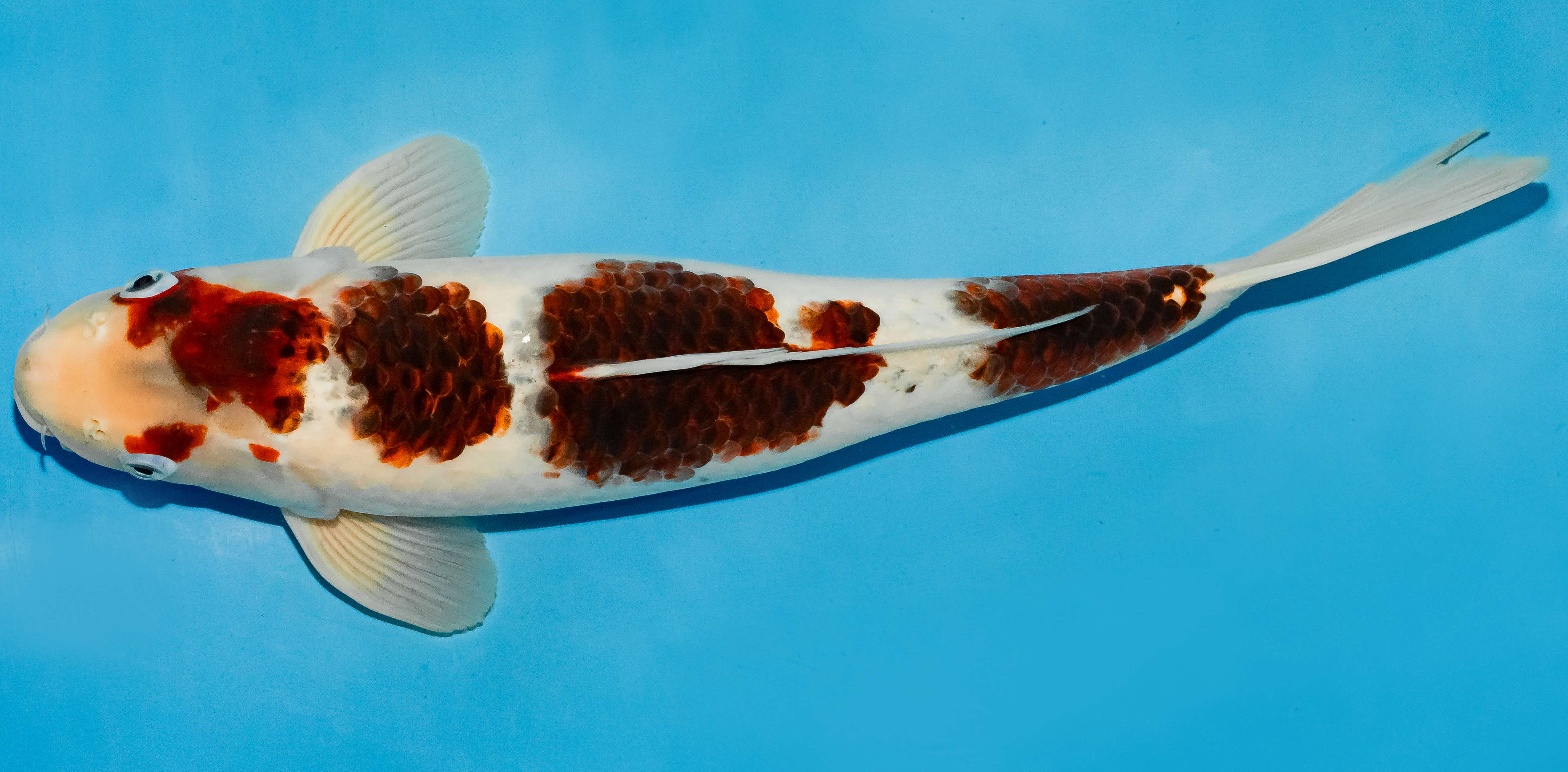 Koi 40-45cm Nr. 4931