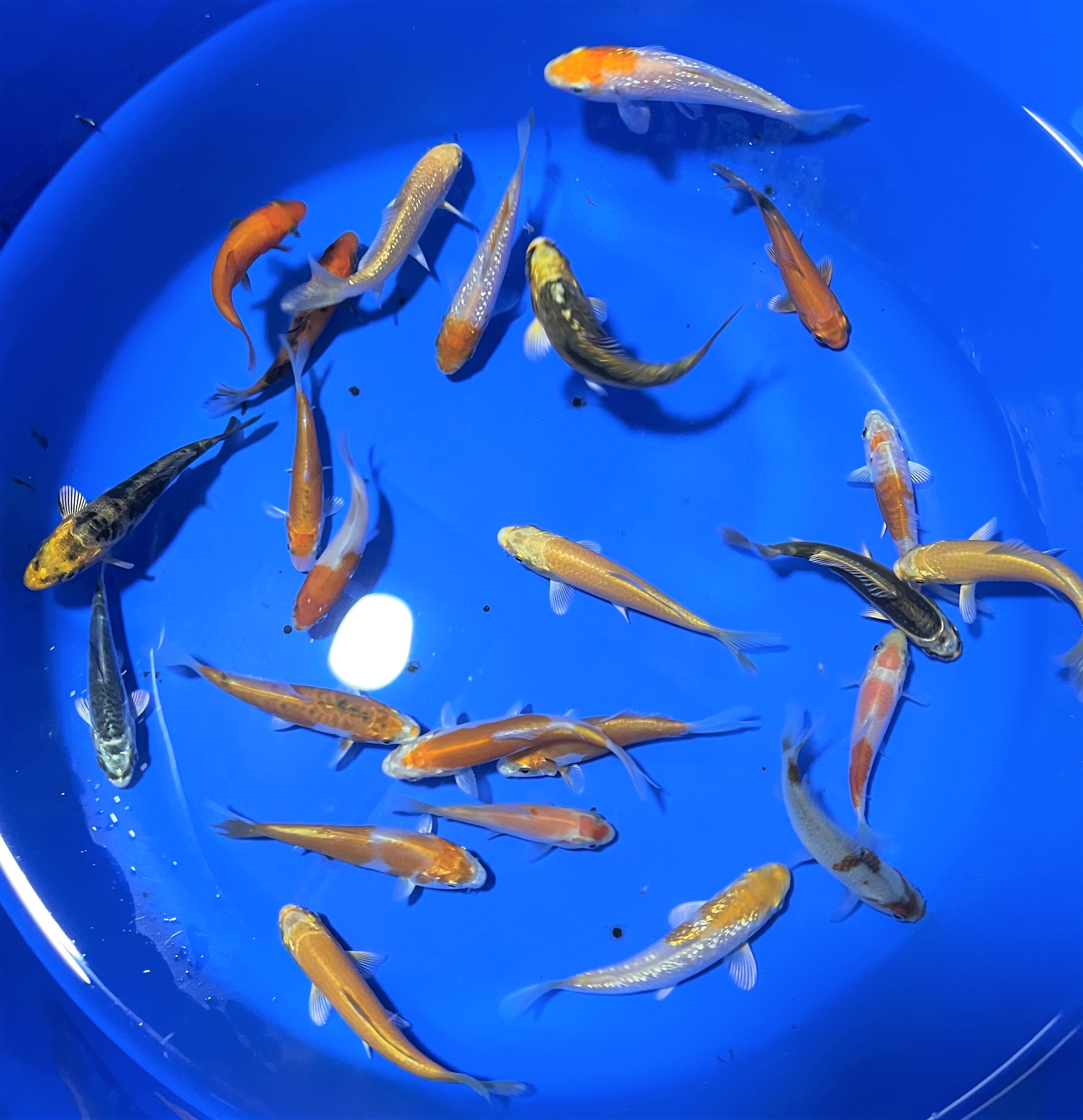10x Koi Standard Quality 9-12cm