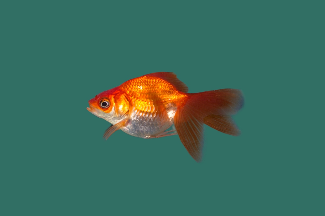 Sluierstaart Rood