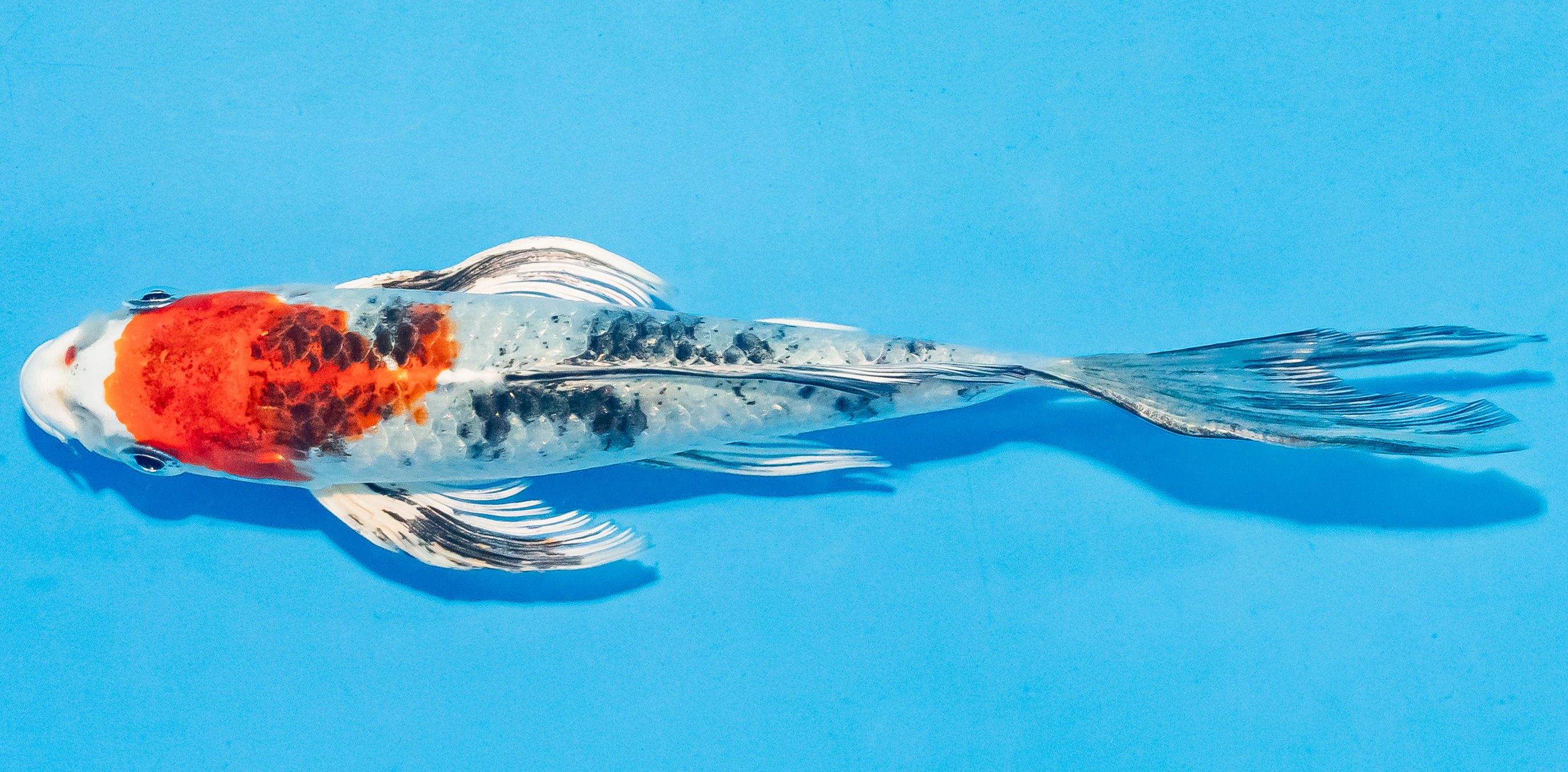Butterfly Koi 14-17cm Nr. 3708