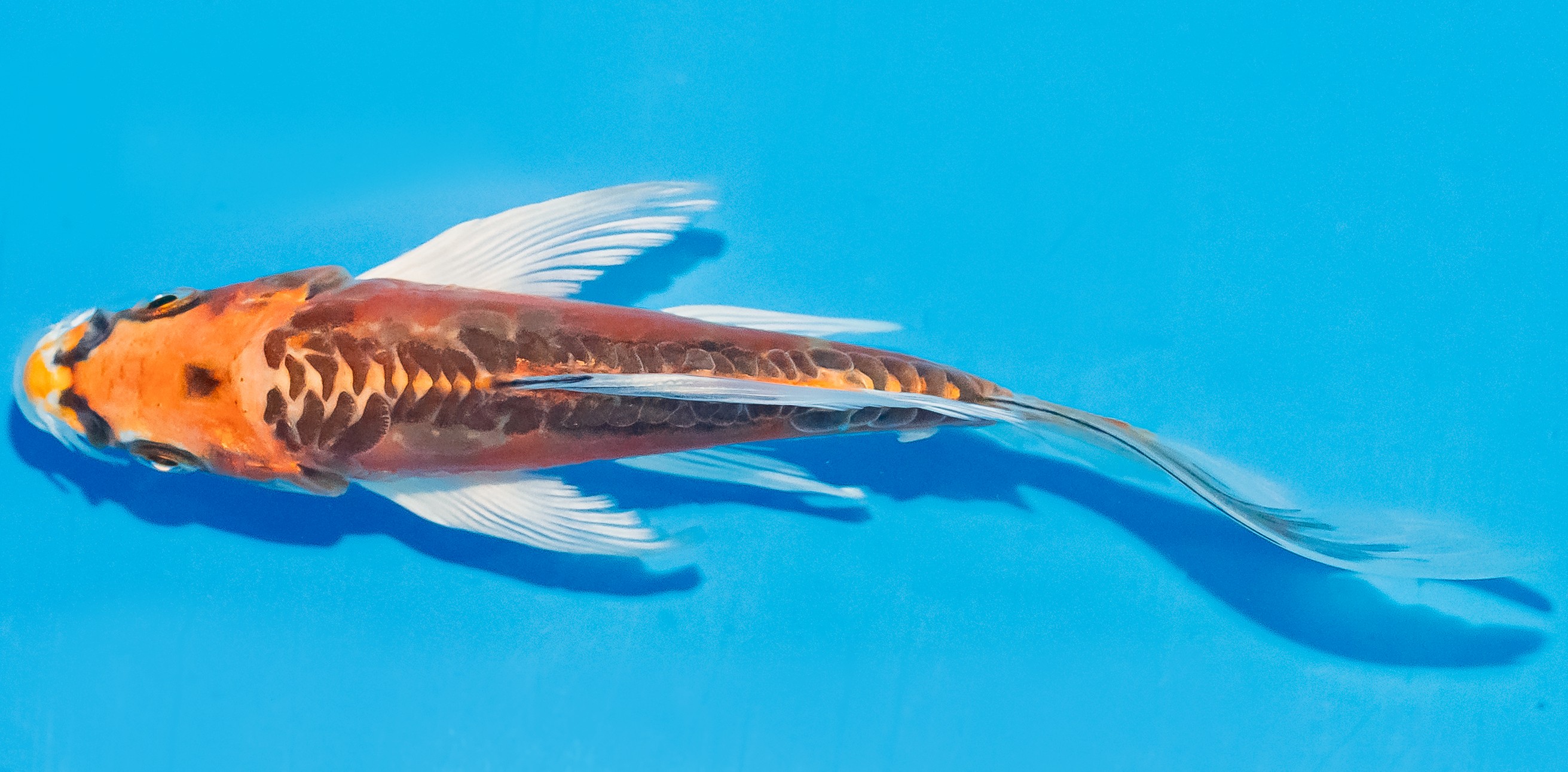 Butterfly Koi 14-17cm Nr. 3705