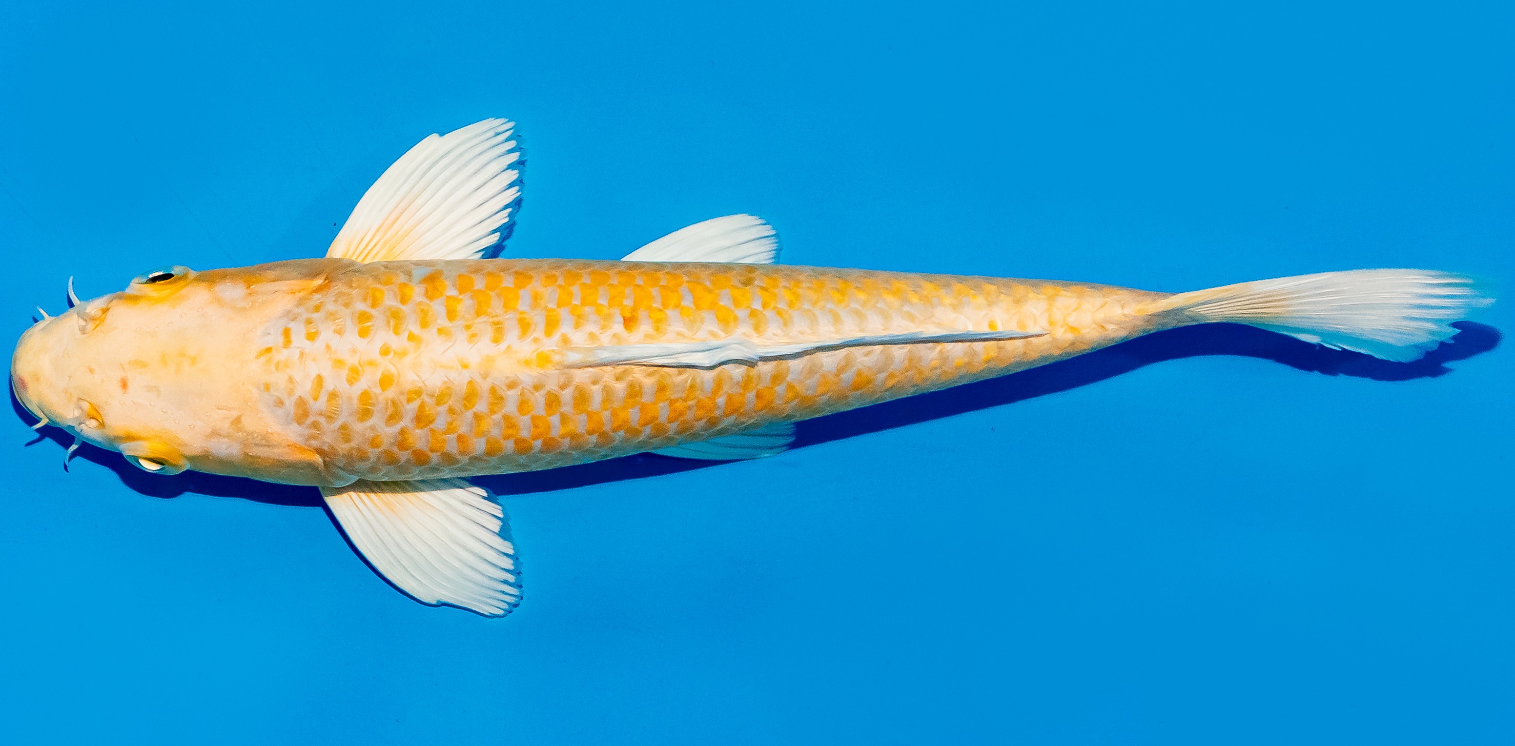 Koi 25-30cm Nr. 5350