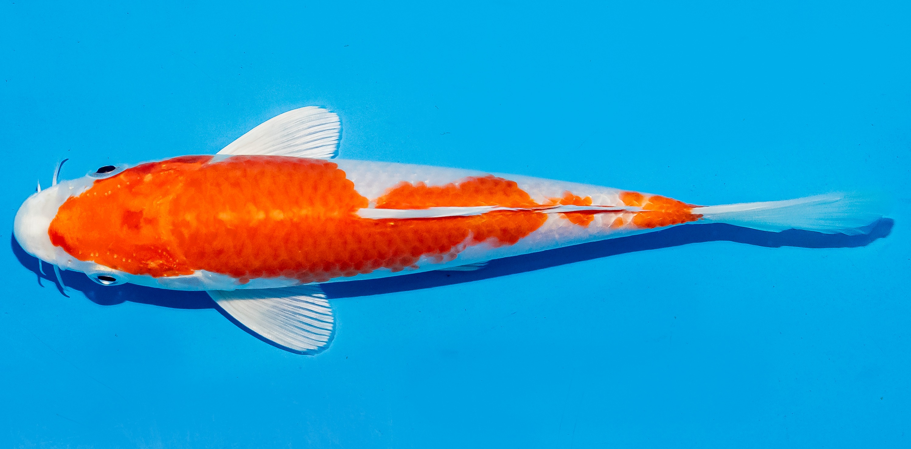 Koi 14-17cm Nr. 6144