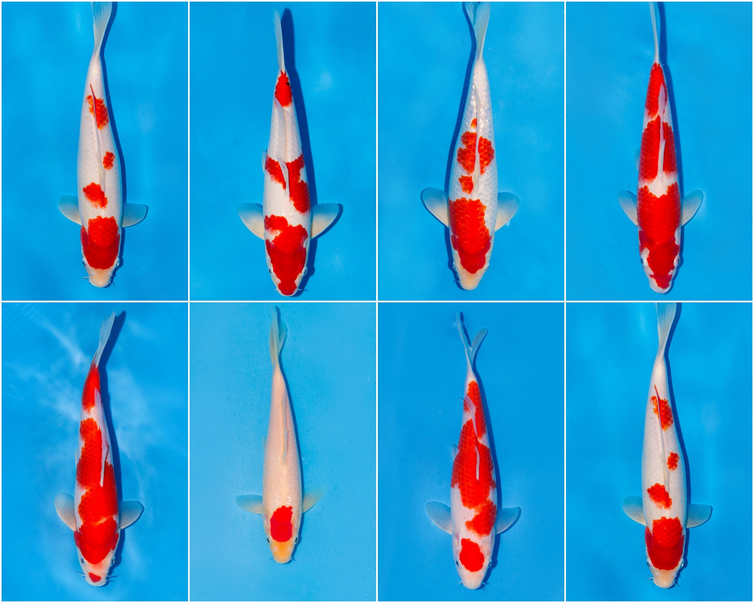 5x Koi Kohaku 