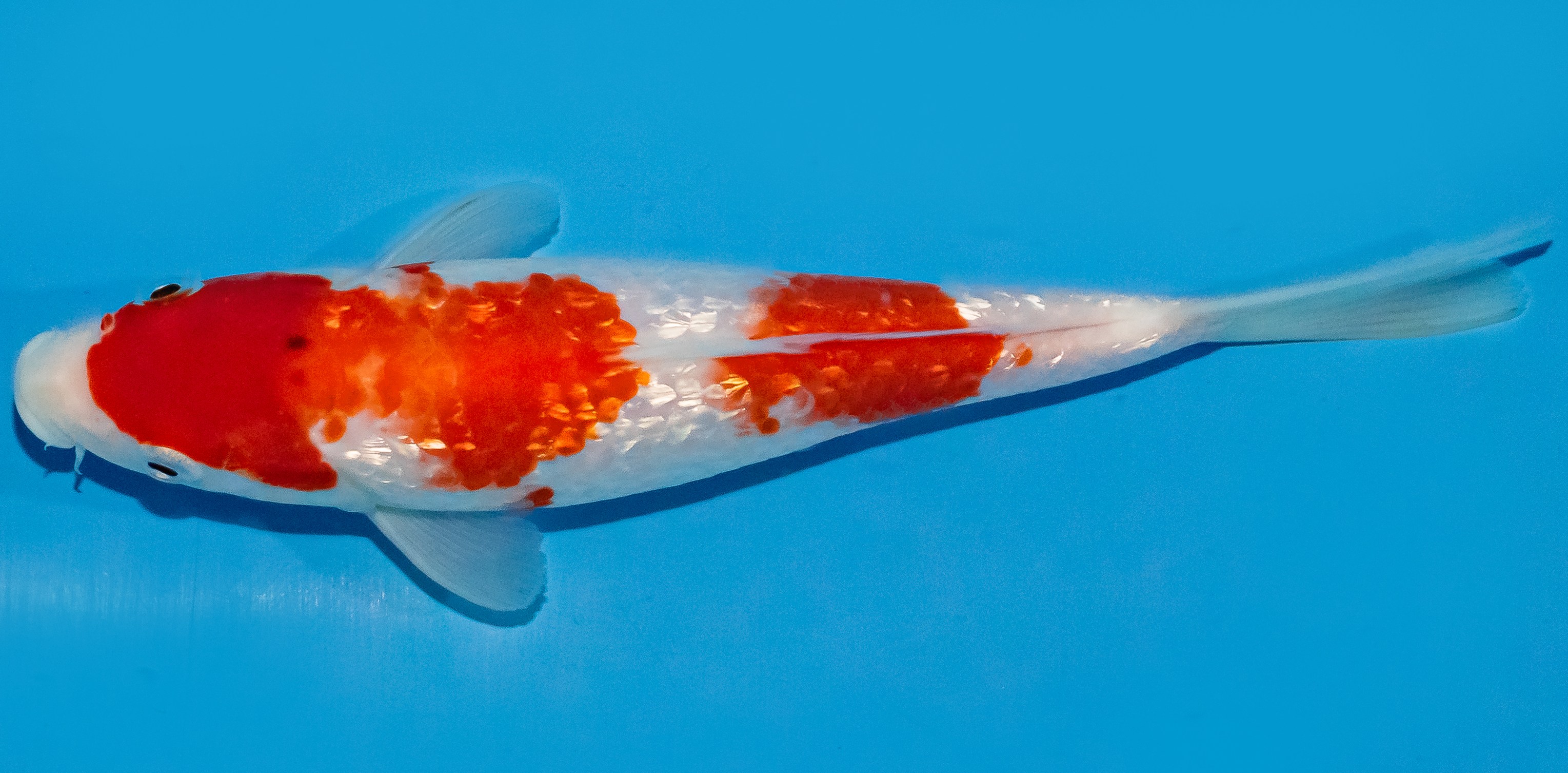 Koi 17-20cm Nr. 2143