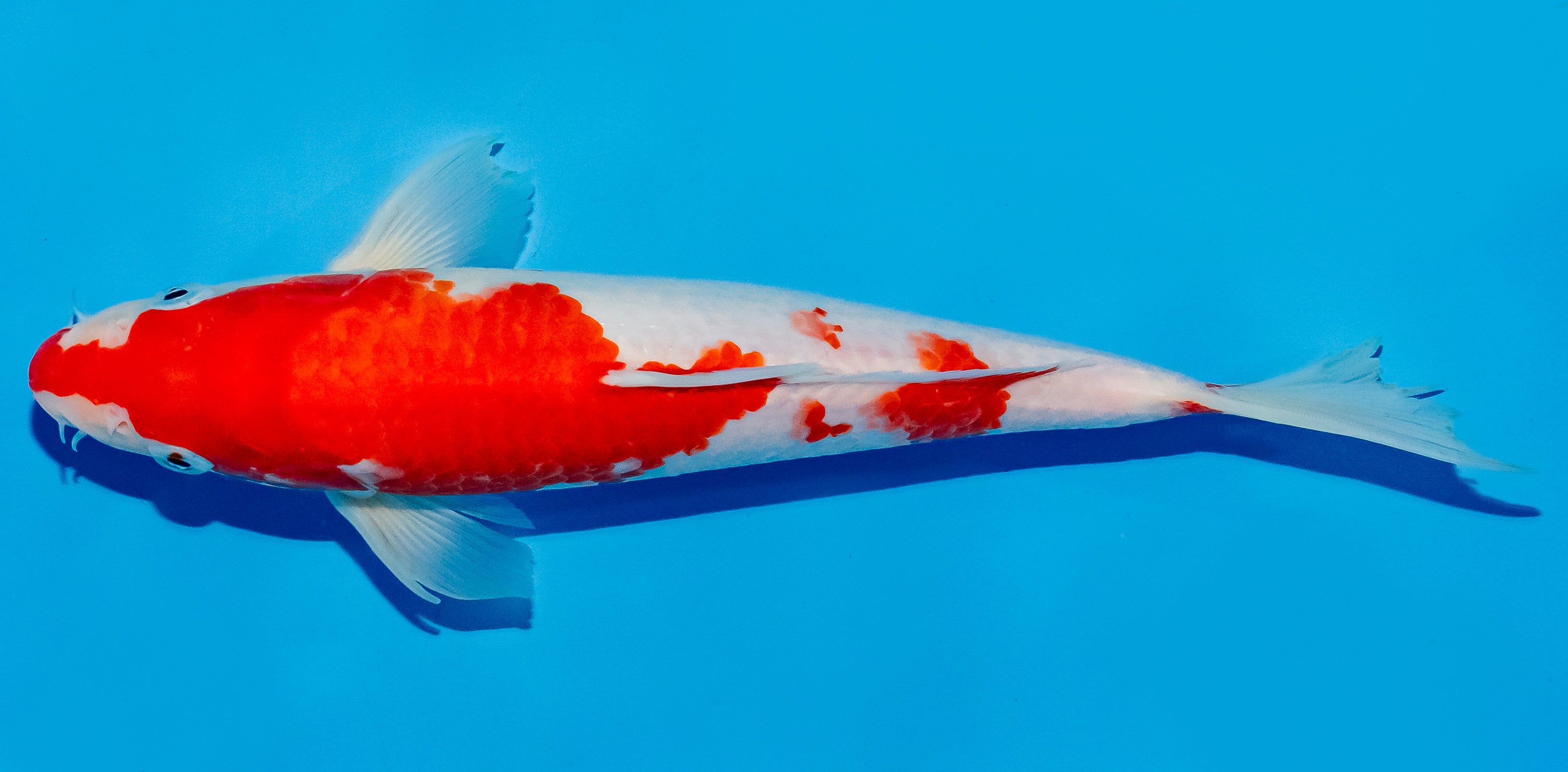 Koi 25-30cm Nr. 5334