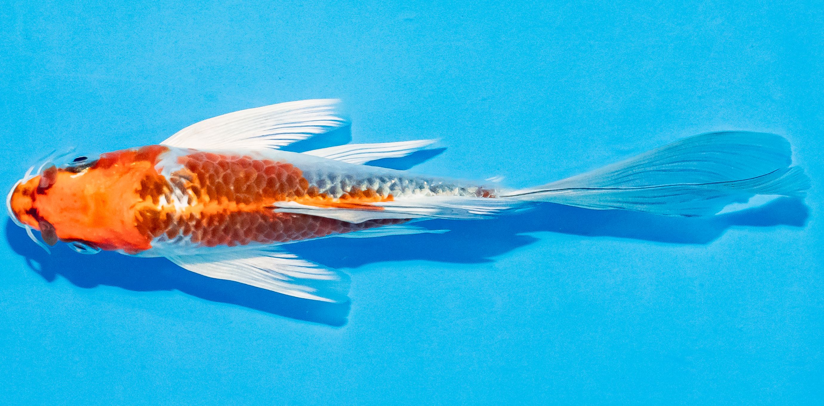 Butterfly Koi 14-17cm Nr. 3703