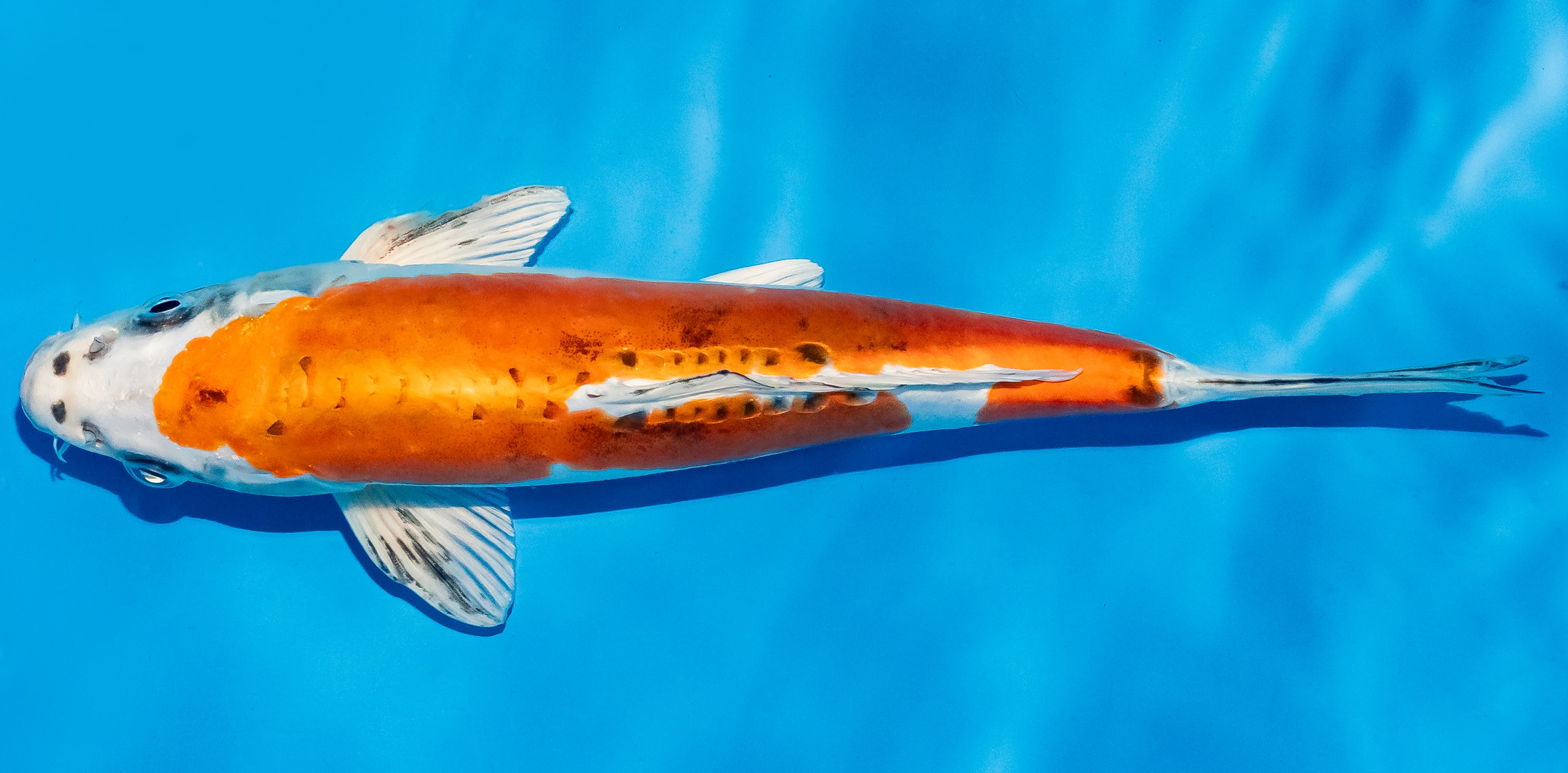 Koi 25-30cm Nr. 5369