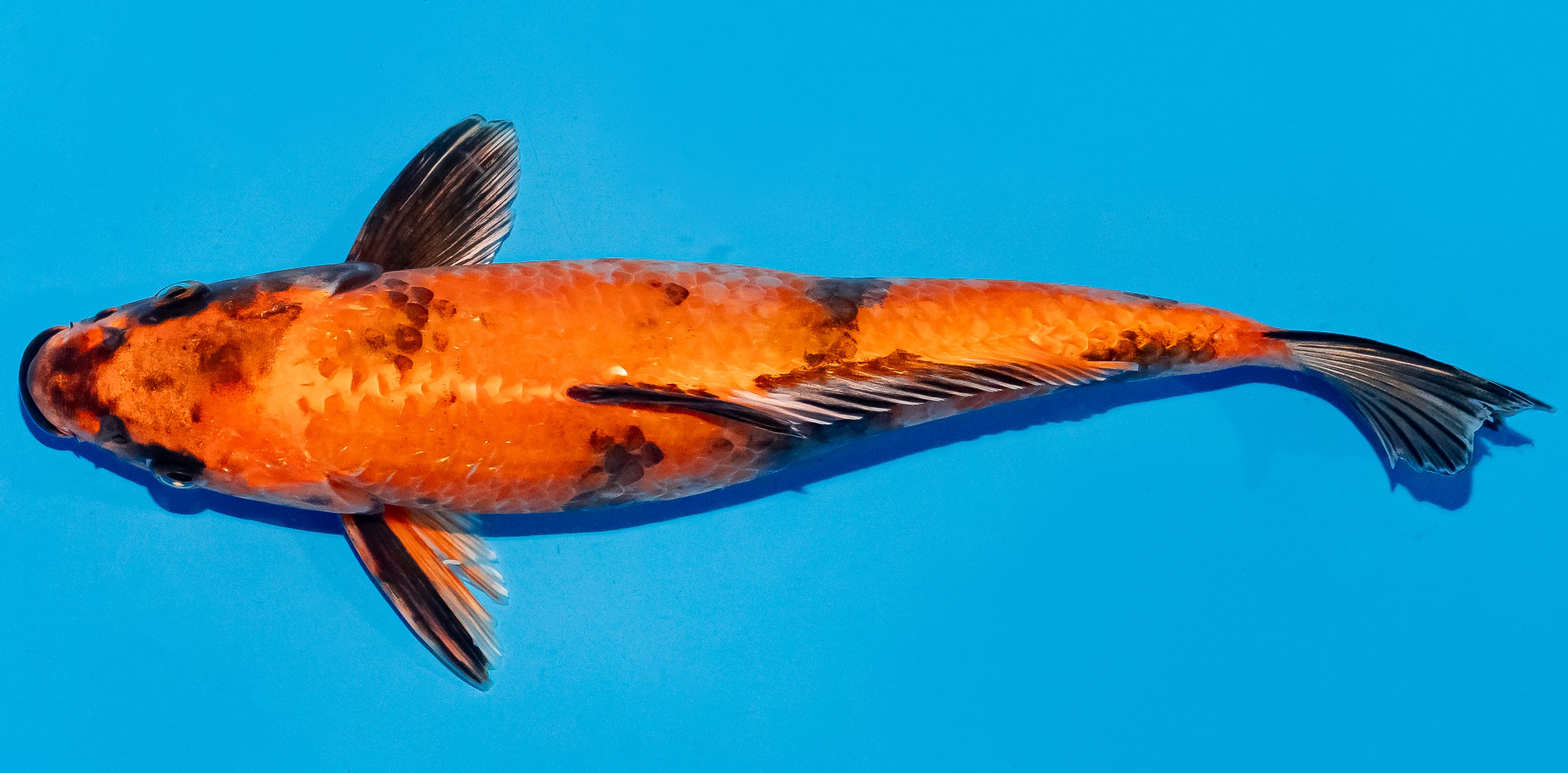 Koi 25-30cm Nr. 5207