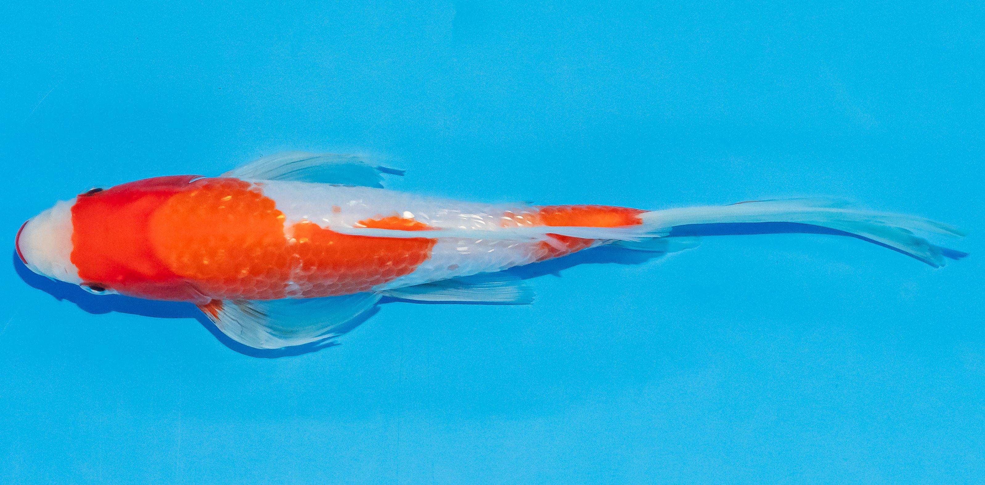 Butterfly Koi 20-25cm Nr. 3382