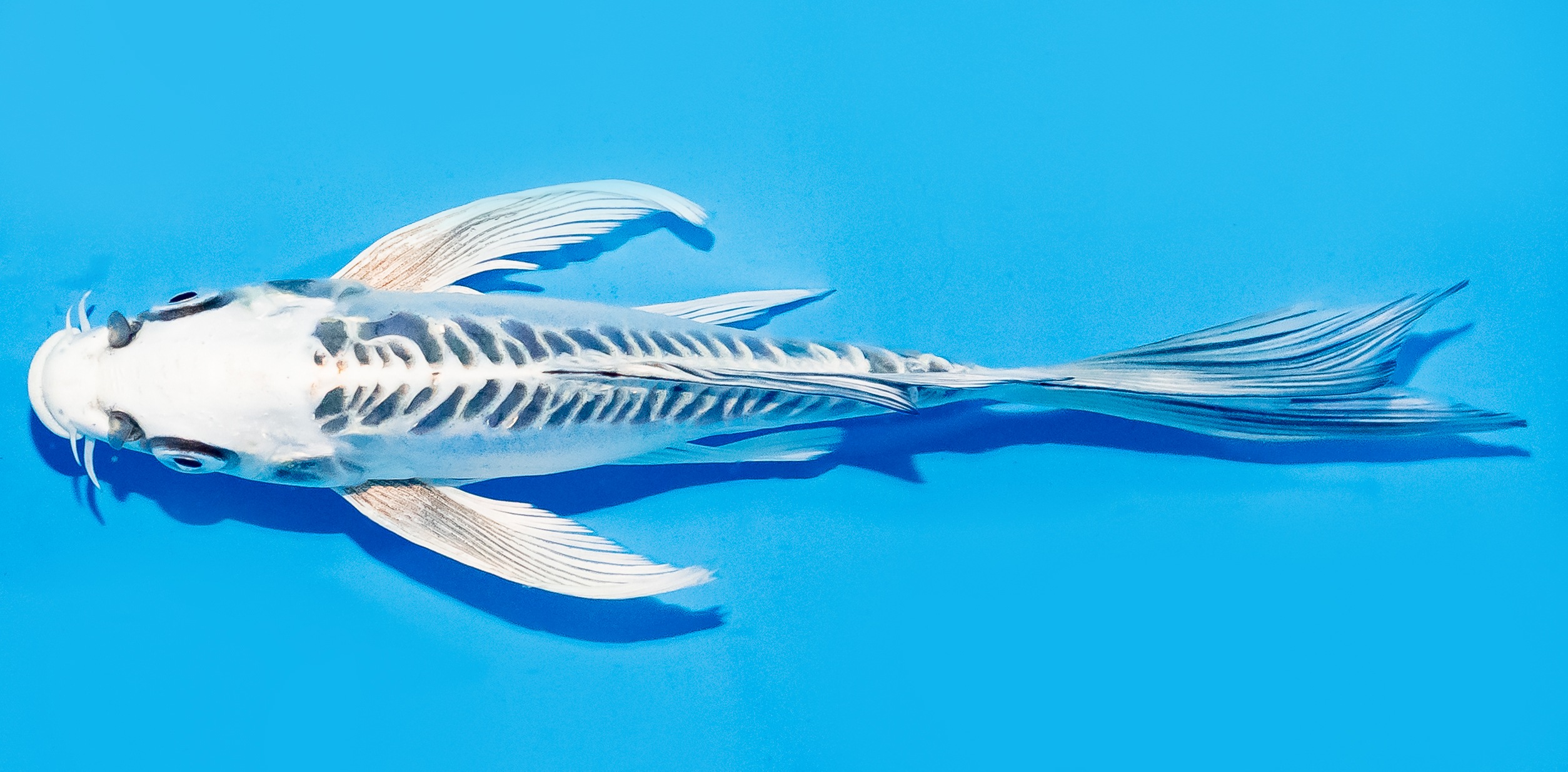 Butterfly Koi 17-20cm Nr. 6924
