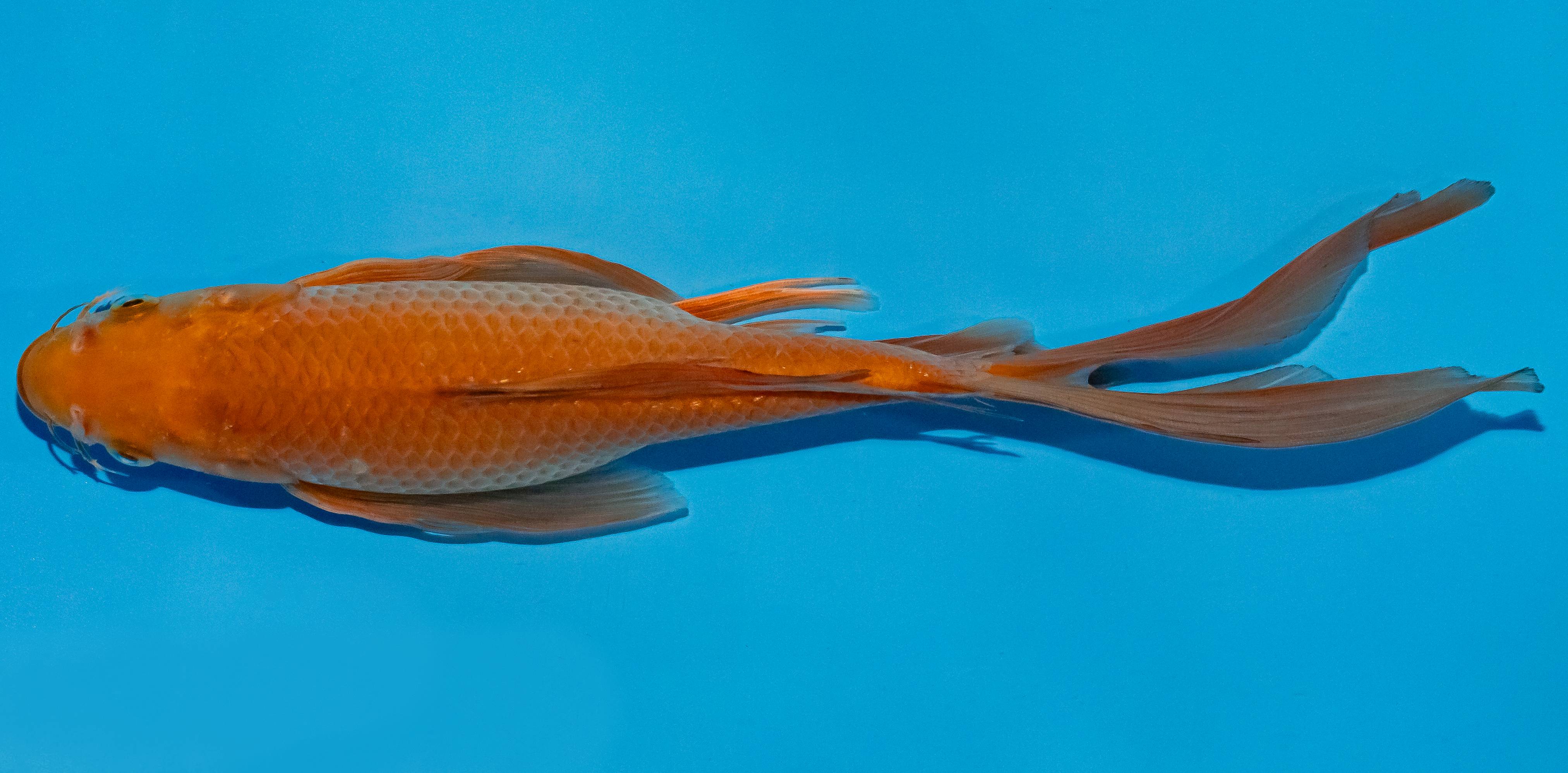 Butterfly Koi 25-30cm Nr. 2371
