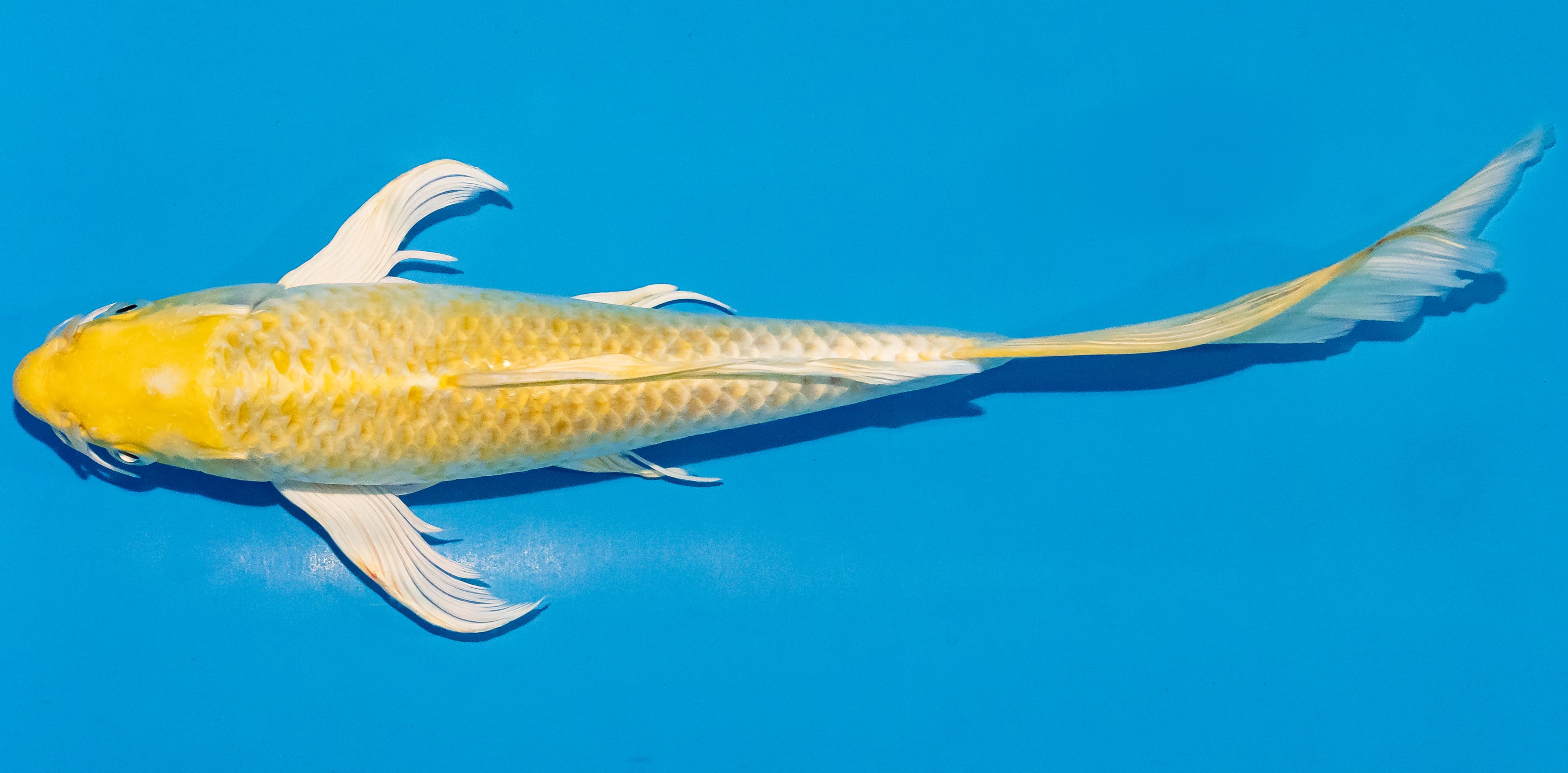 Butterfly Koi 25-30cm Nr. 2372