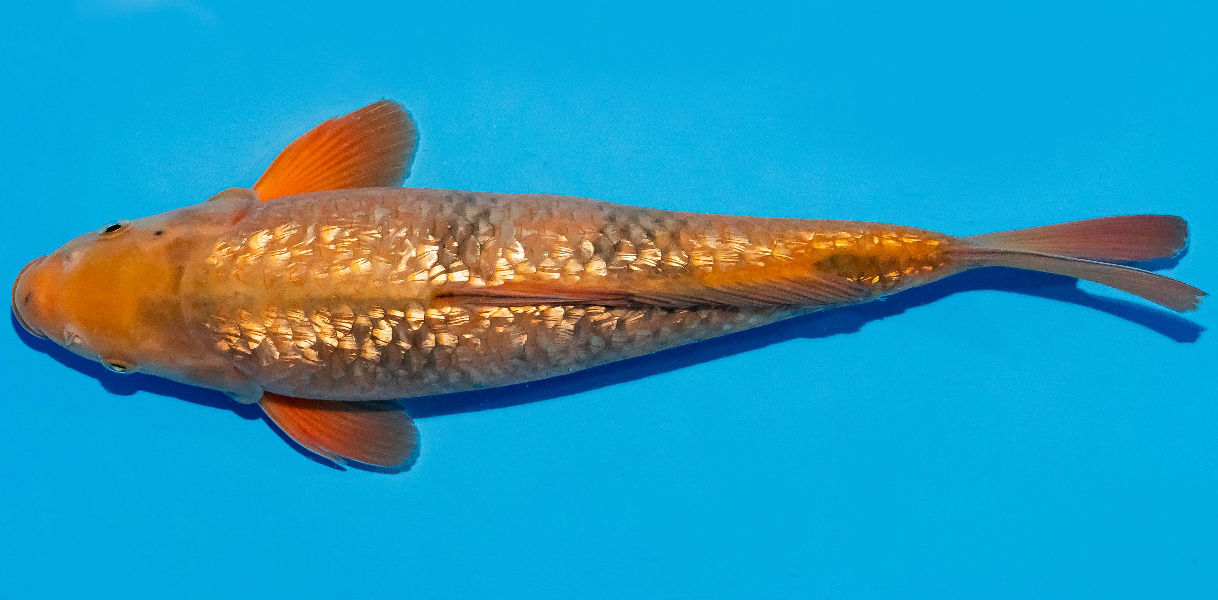 Koi 35-40cm Nr. 5006