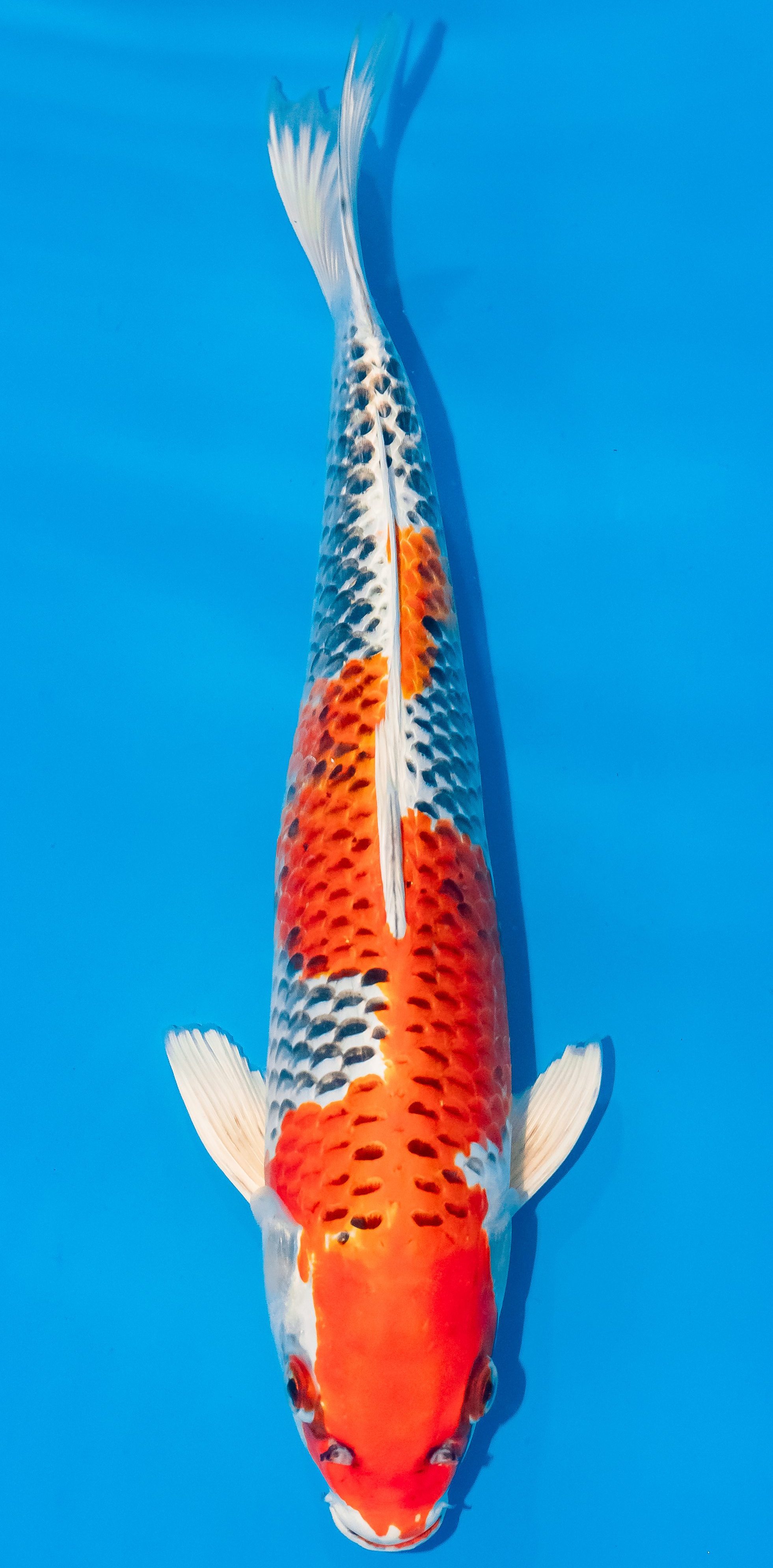 Koi 35-40cm Nr. 1144