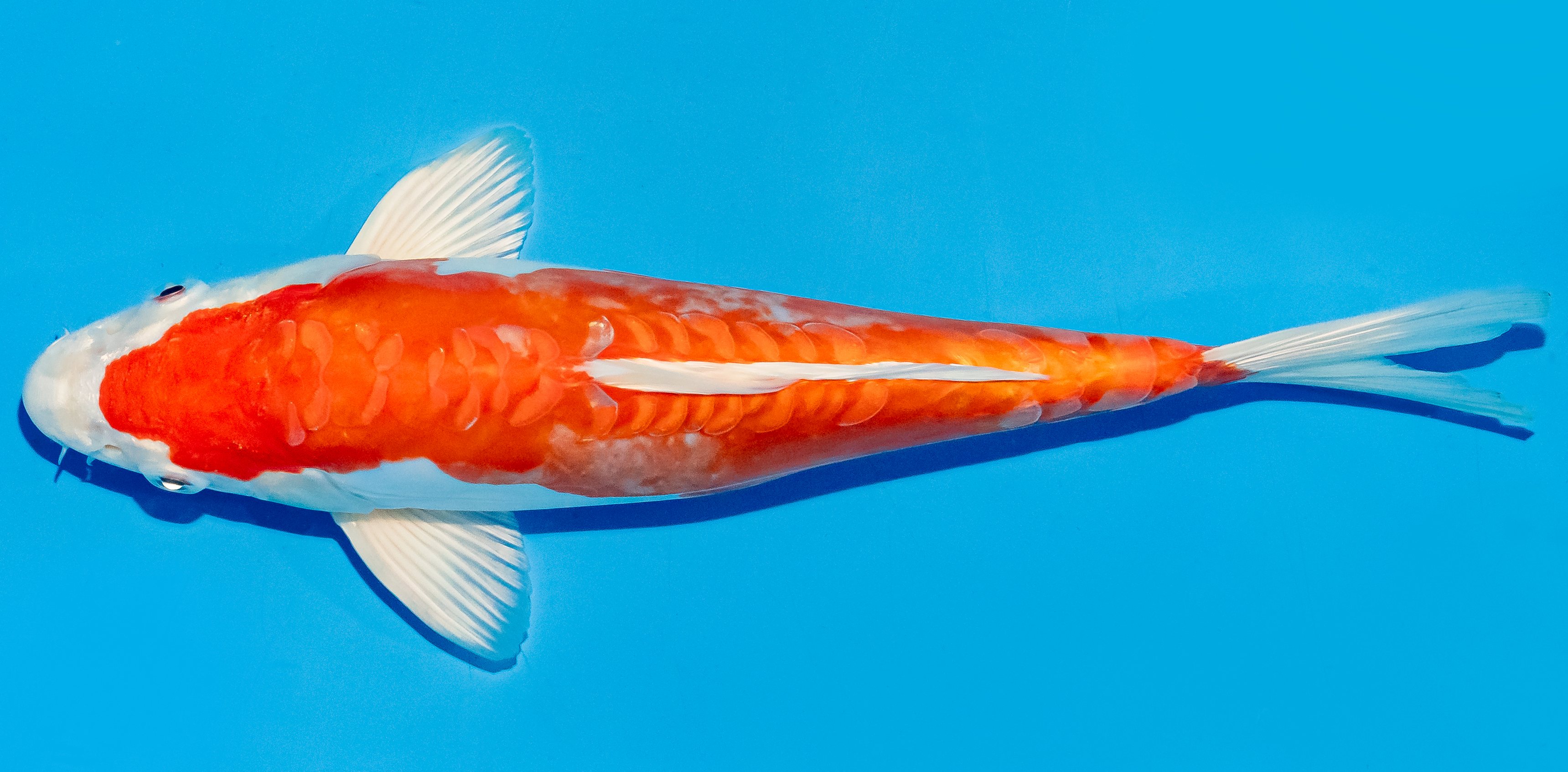 Koi 25-30cm Nr. 5359