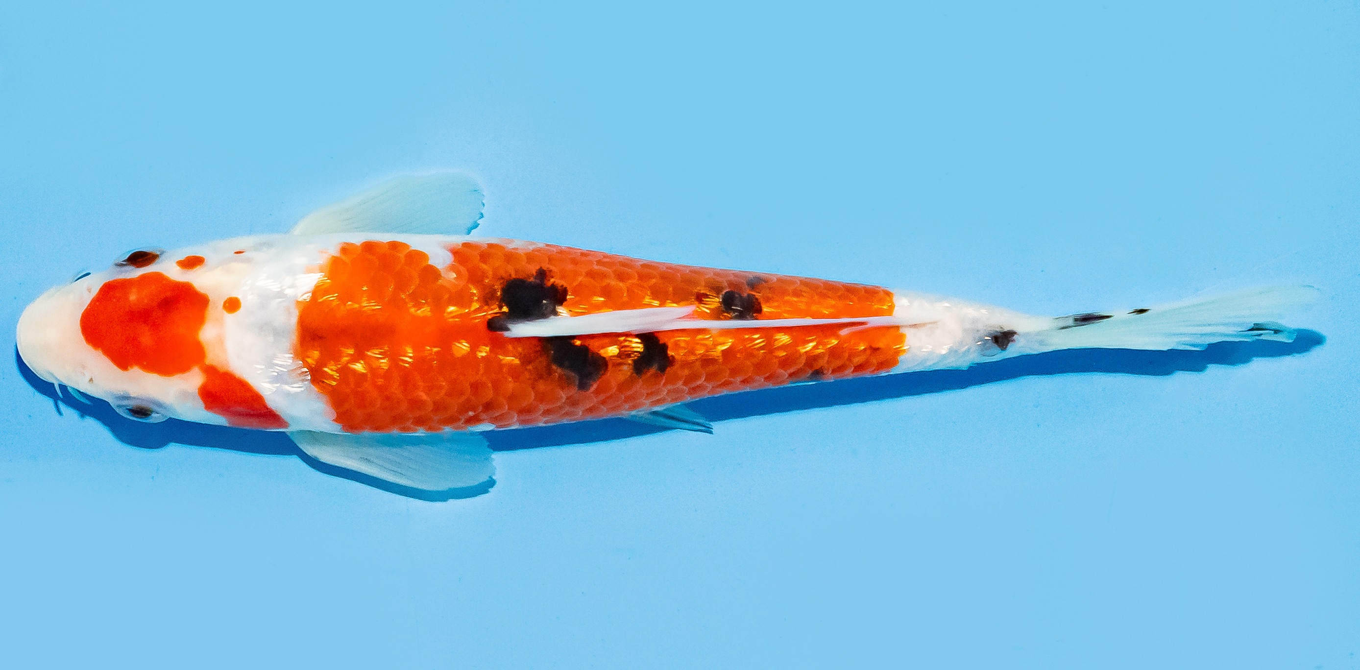 Koi 17-20cm Nr. 6826