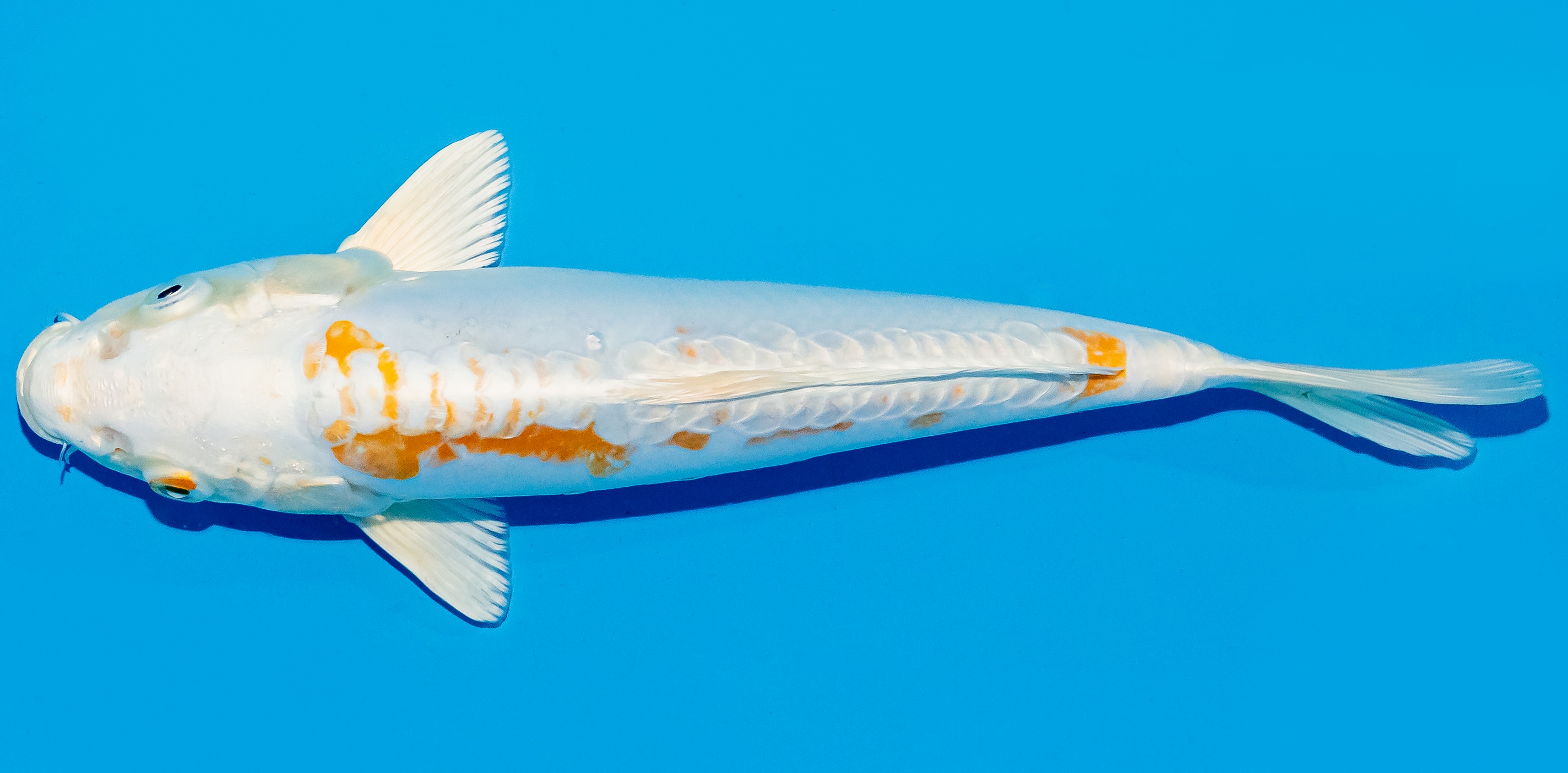 Koi 25-30cm Nr. 5332