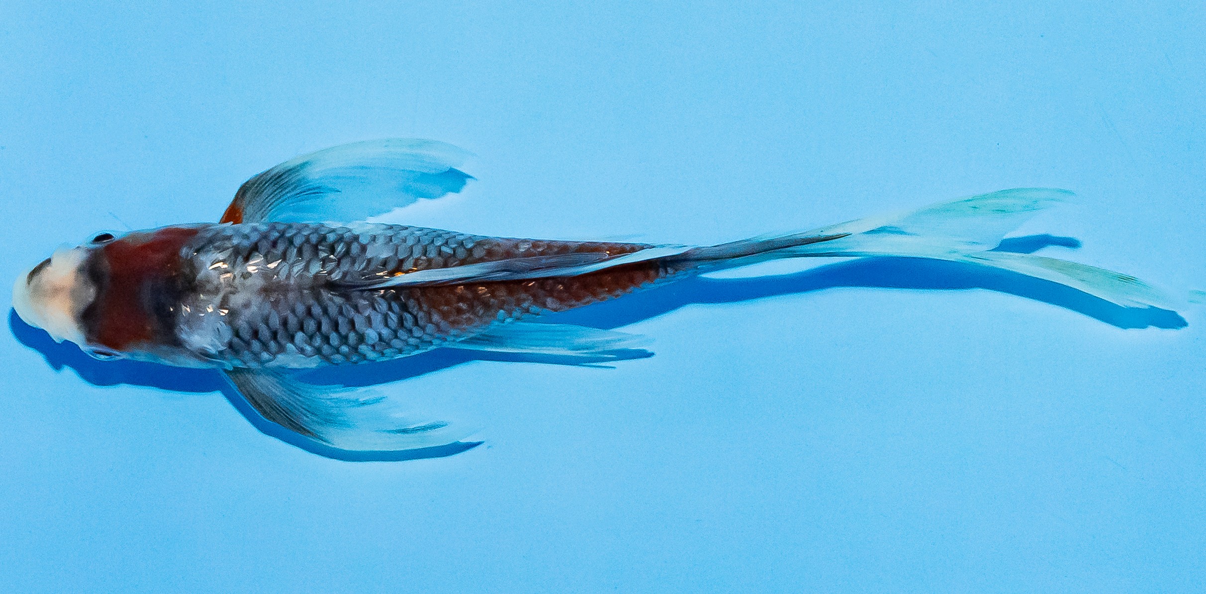 Butterfly Koi 14-17cm Nr. 5712