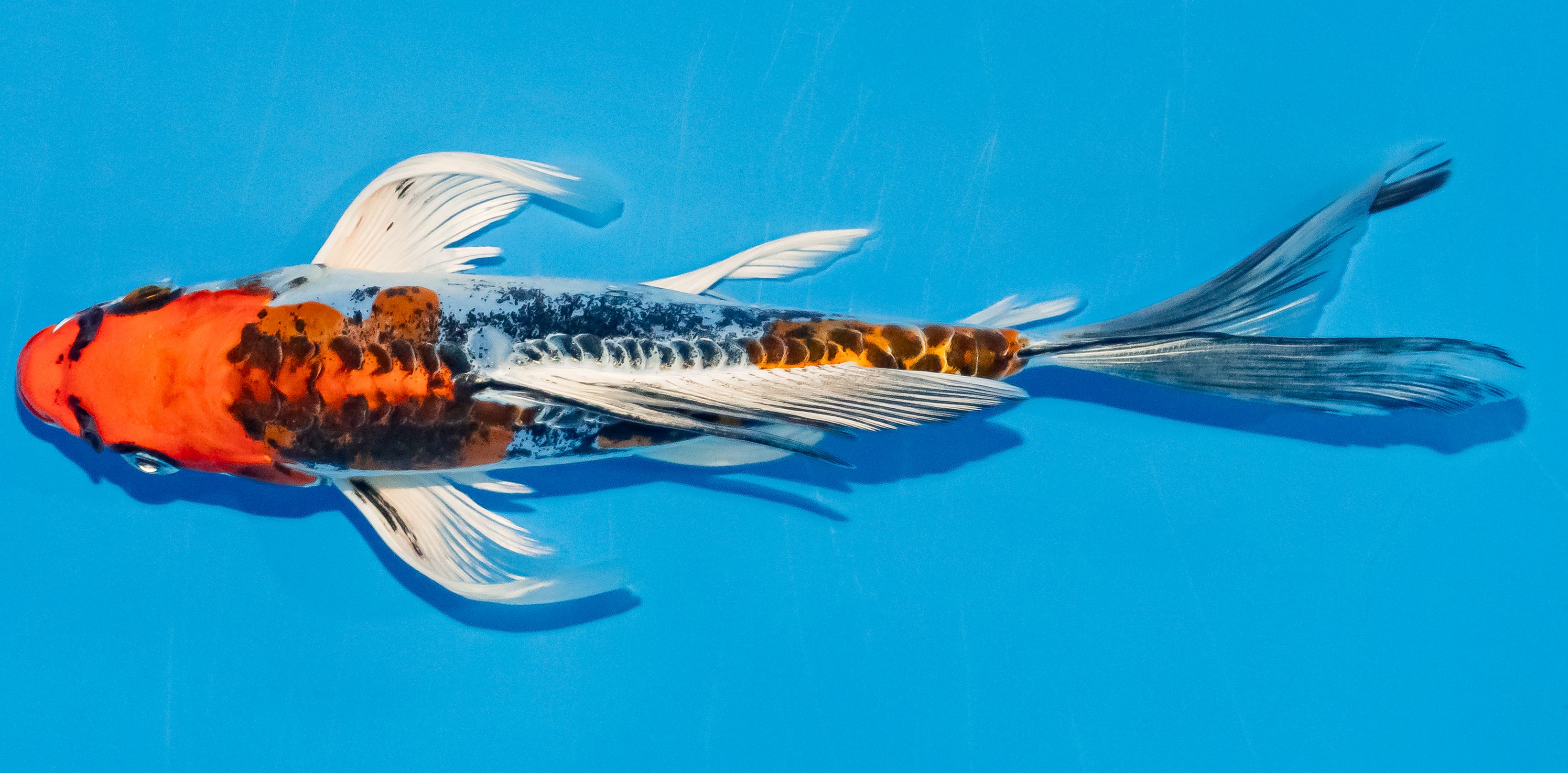 Butterfly Koi 20-25cm Nr. 3343