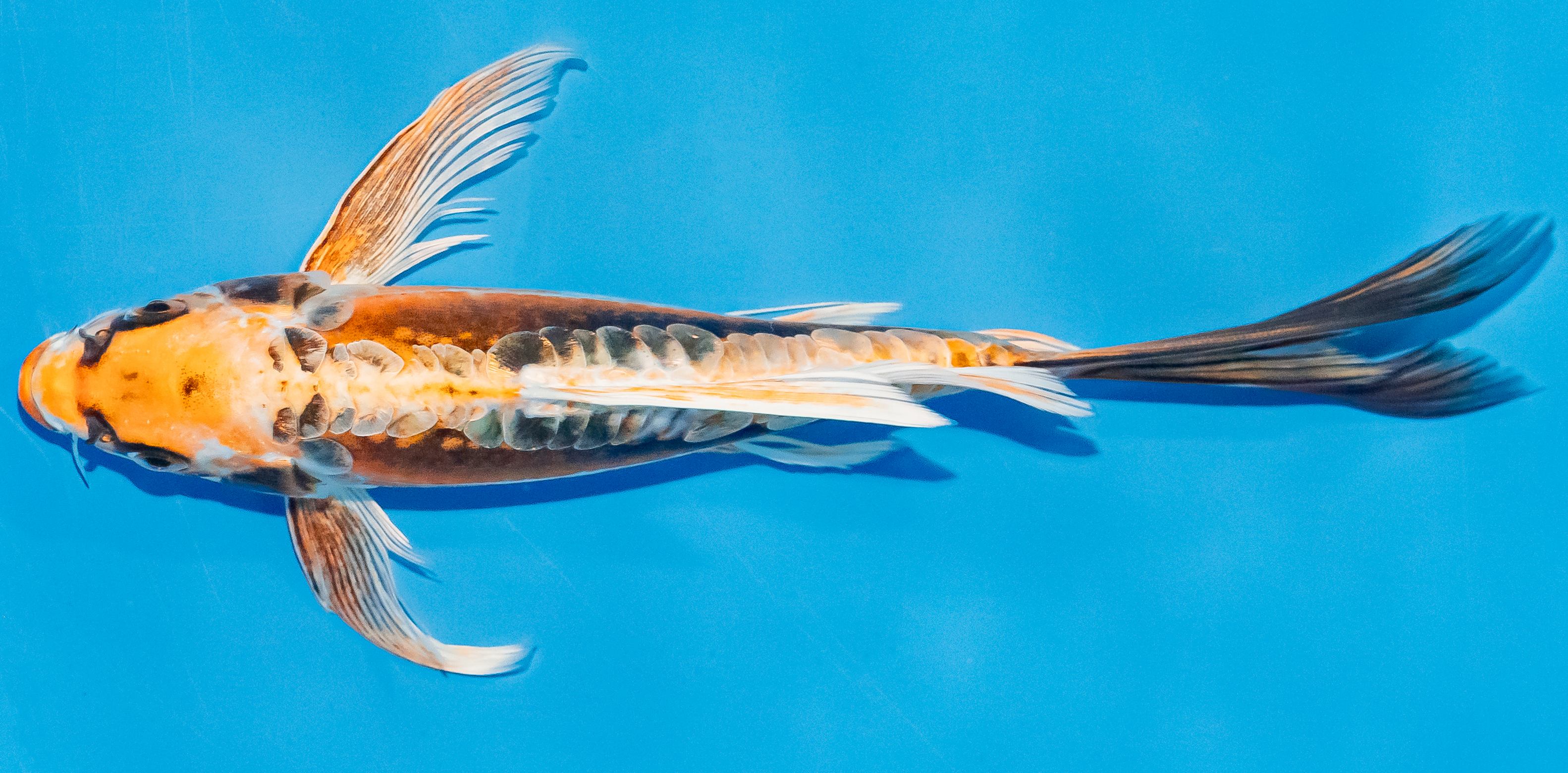 Butterfly Koi 20-25cm Nr. 3341