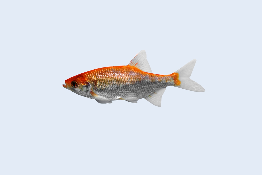 20x Goudruisvoorn 5-7 cm 