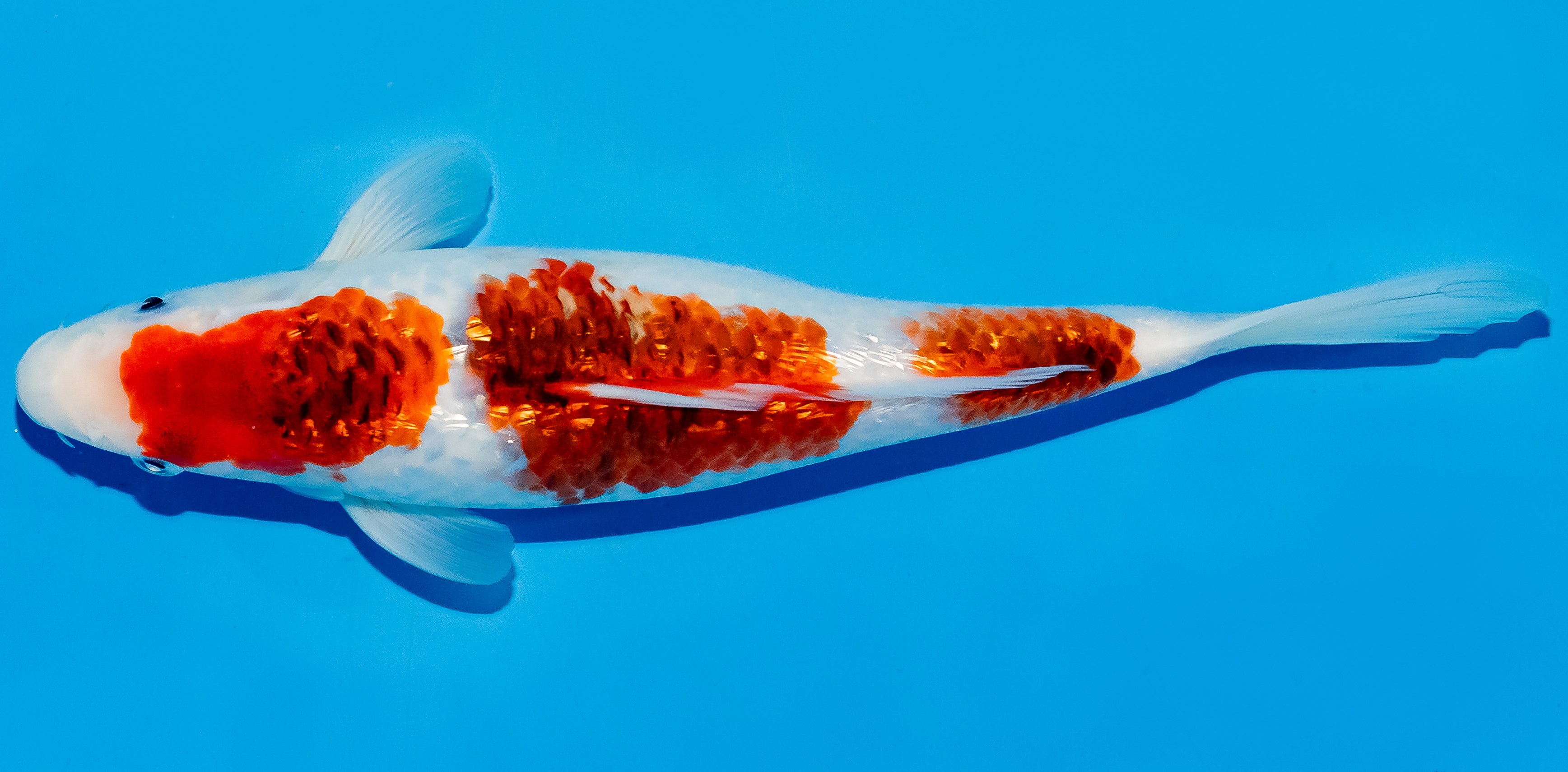 Koi 25-30cm Nr. 5326