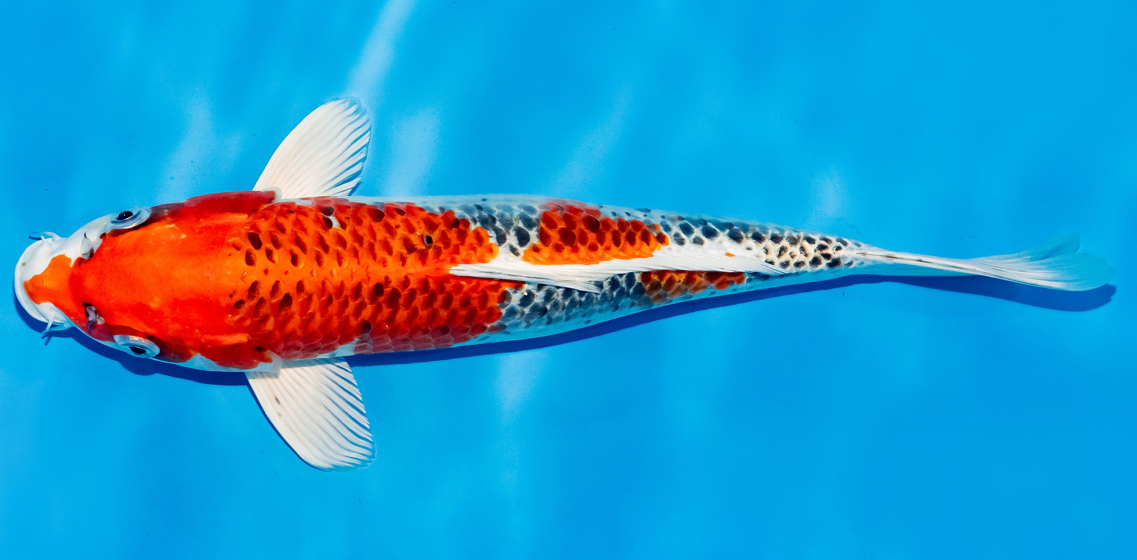 Koi 30-35cm Nr. 6325