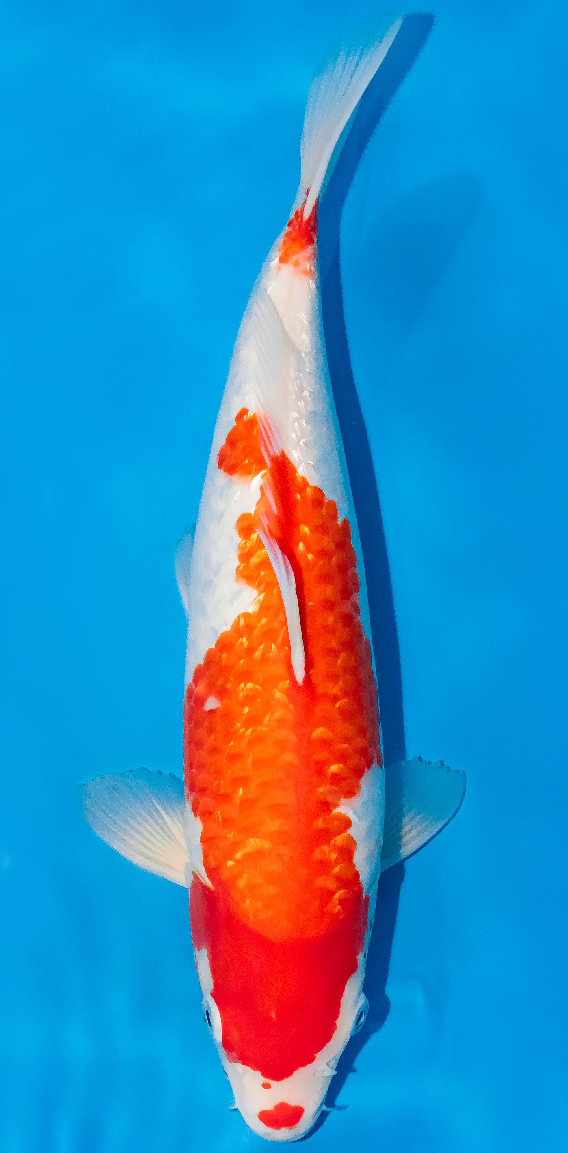 Koi 35-40cm Nr. 1147