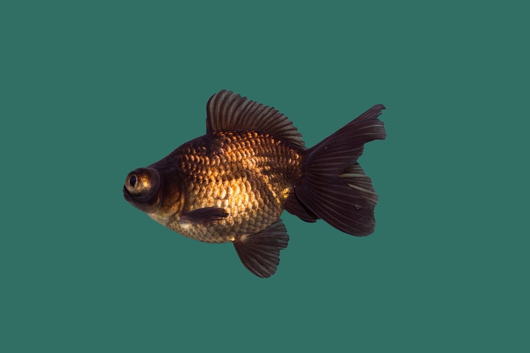 10x Sluierstaart Black Moor (Carassius auratus)