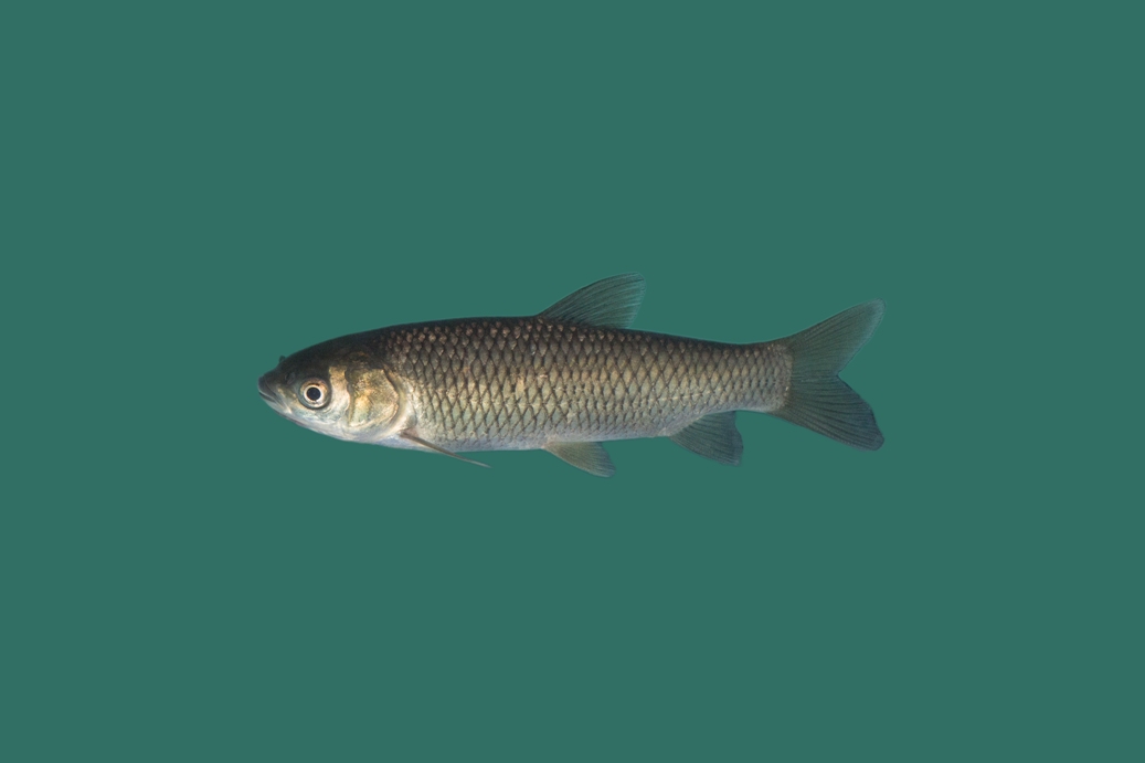 100x Graskarper 9-12cm