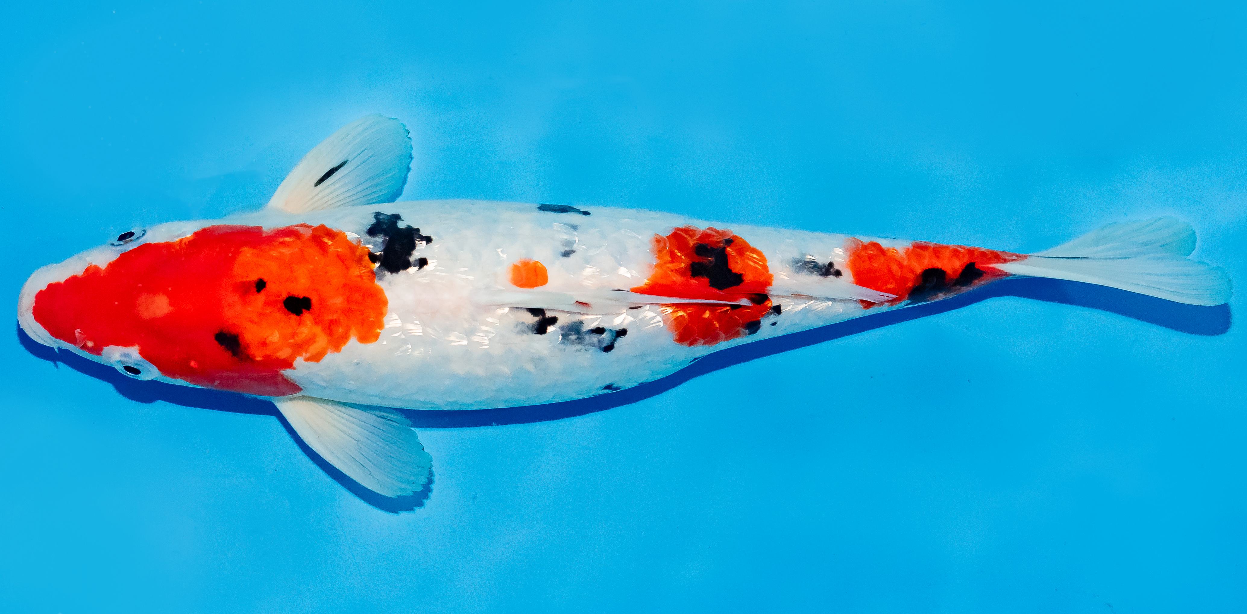 Koi 30-35cm Nr. 6309