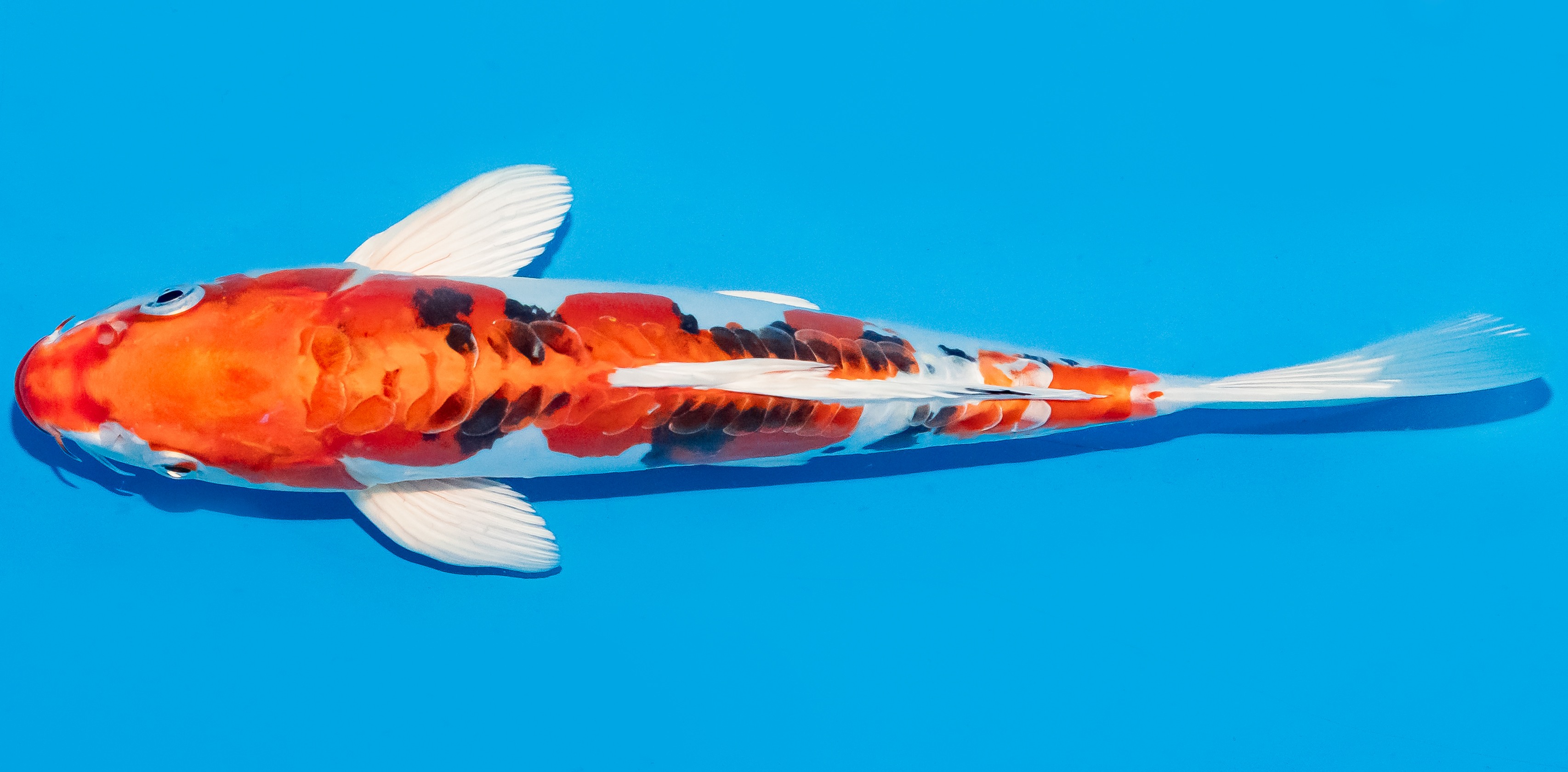 Koi 25-30cm Nr. 7903