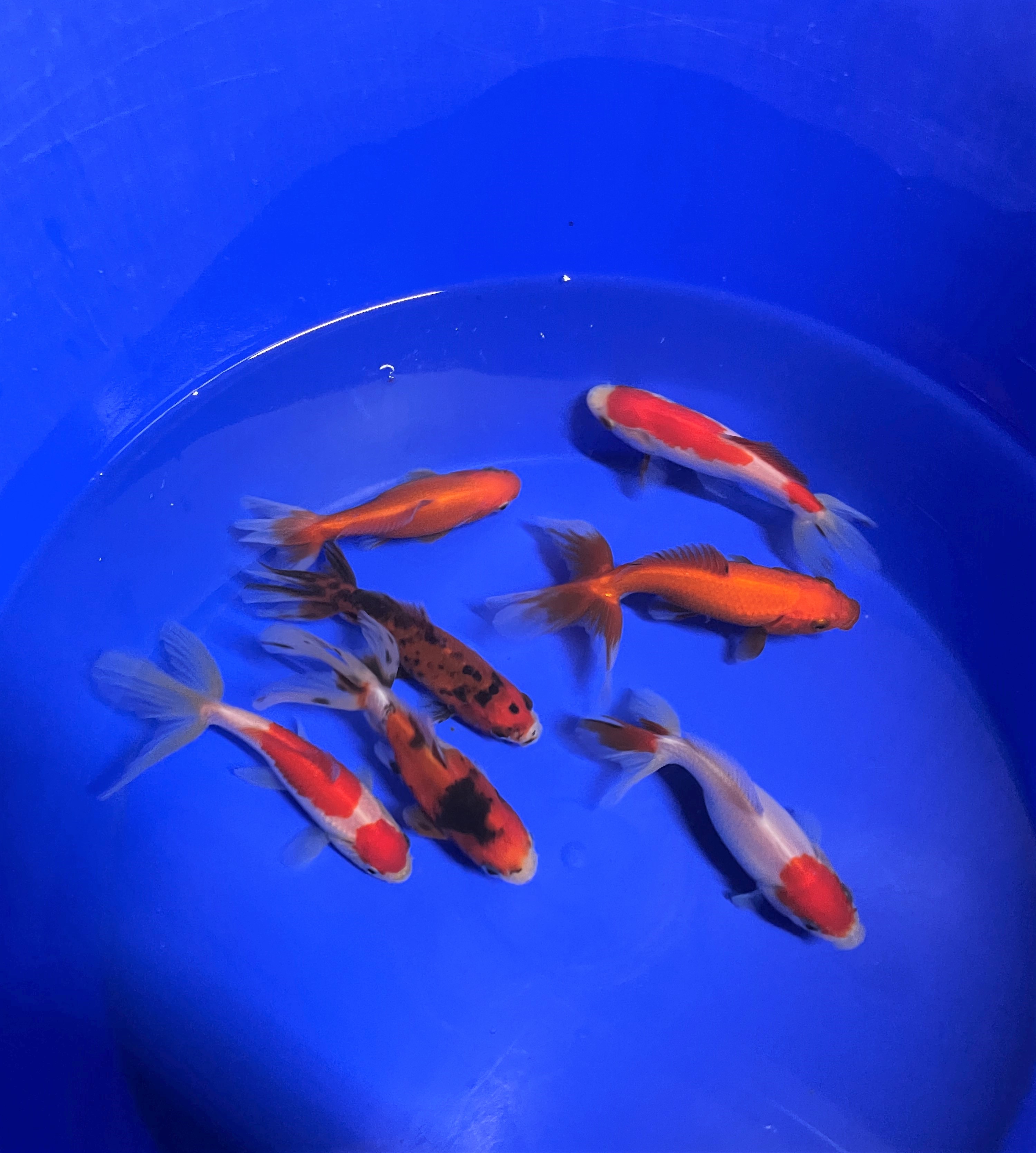 Wakin Goudvis (Carassius auratus)