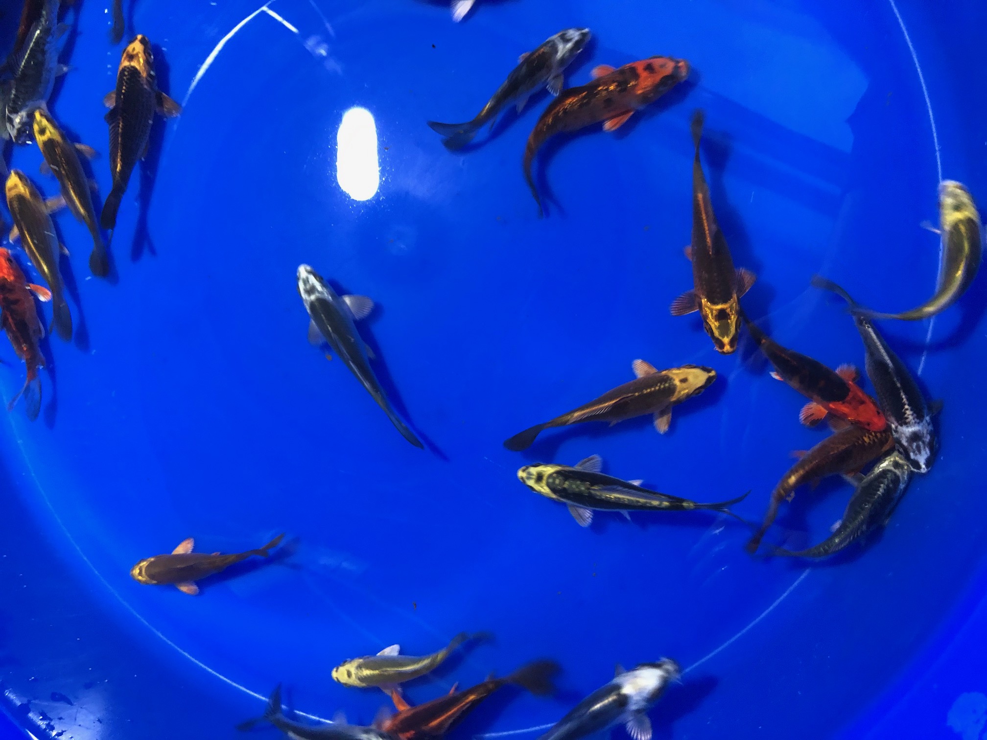 100x Ghost Koi 9-12cm