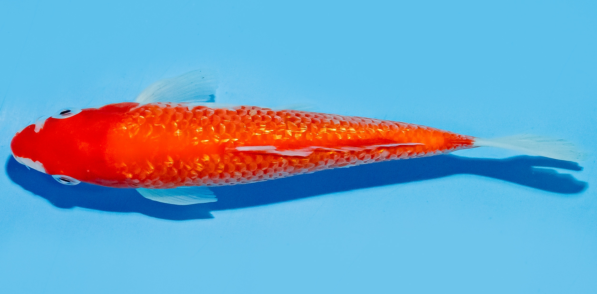 Koi 17-20cm Nr. 7737